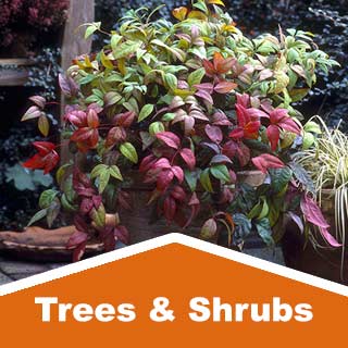 Trees & Shrubs