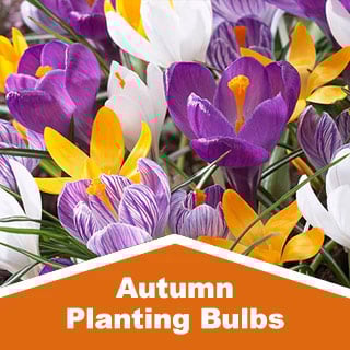 Autumn Planting Bulbs
