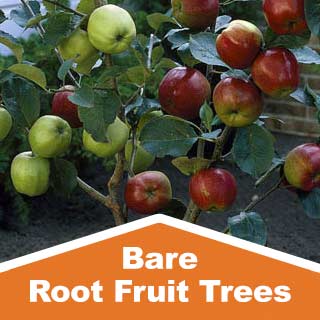 Bare Root Fruit Trees