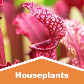 Houseplants
