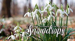How to plant Snowdrops in the green