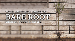 How to plant bare Root plants and trees